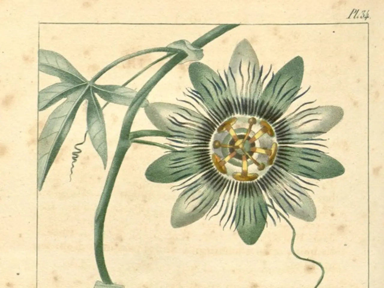 Growth and Development Stages of the Bean Plant