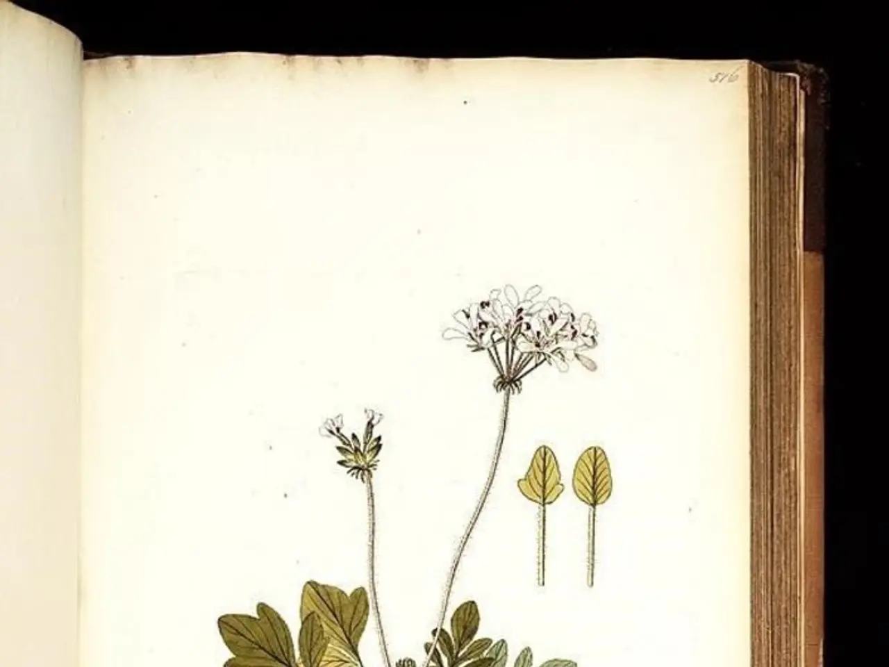 Enhancing Cognitive Function and Memory with the Use of Bacopa Monnieri