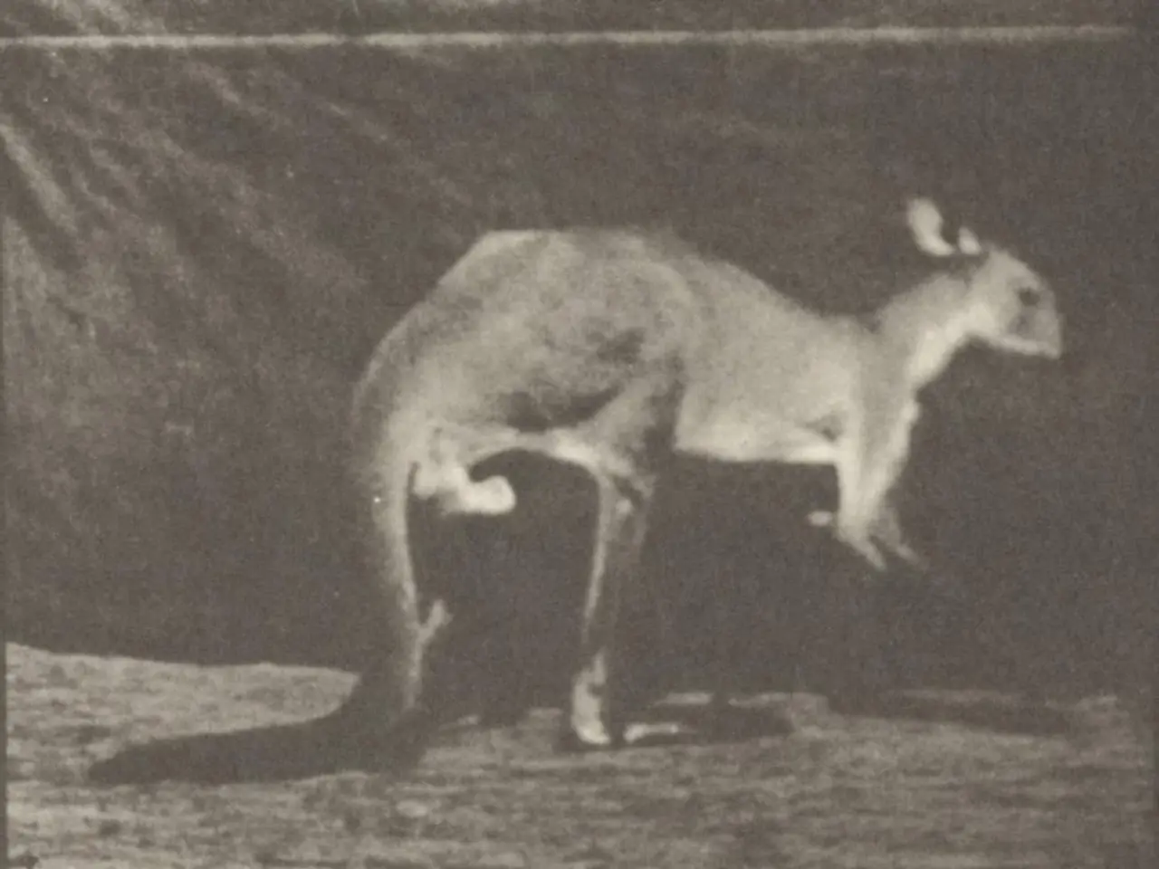 In this picture we can see a black and white photograph of the kangaroo standing on the ground....