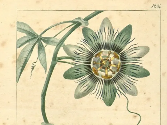 Growth and Development Stages of the Bean Plant