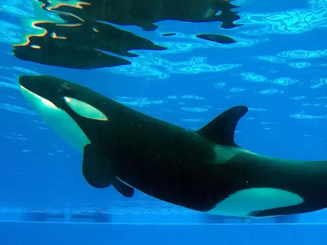 Pioneer the Pathway of Unanticipated Success: Shattering Convention in Whale Study Journals