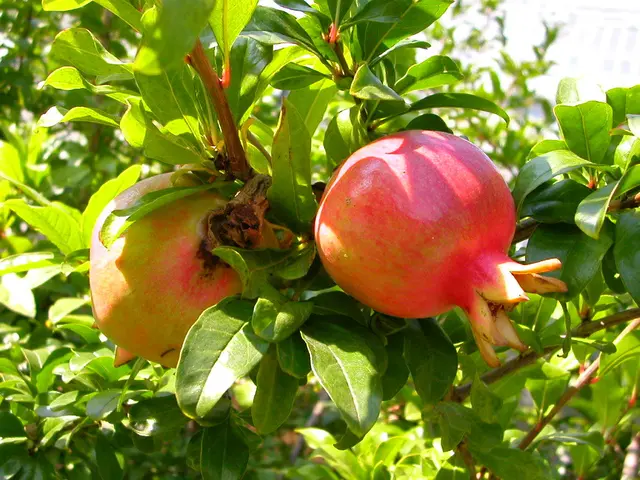 Discover the Melograni Martino Children's Adventure: A Day at the Pomegranate Orchard for Kids