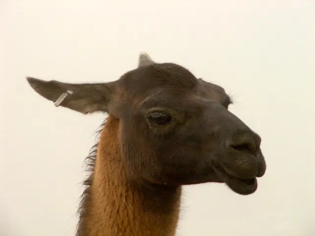 Candle-ear treatment: Details on safety concerns and potential complications