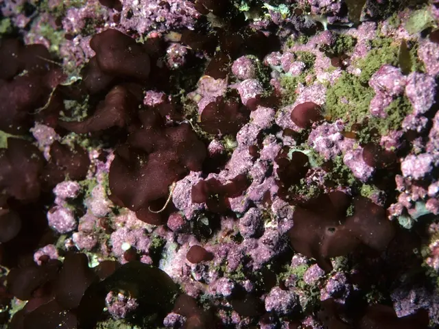 Tracking the Ocean's Dynamics – Research Techniques Involving Public Participation