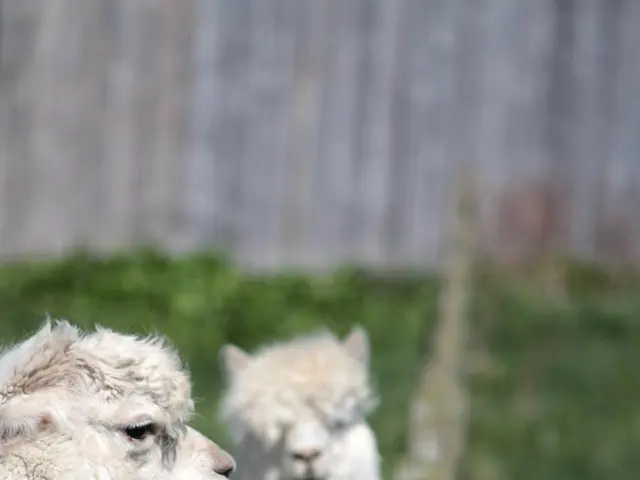 Lamb-loving tourists in Wales advised against physical contact due to disease outbreak