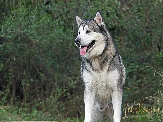 "Excited by the Arrival of the Wolf!"