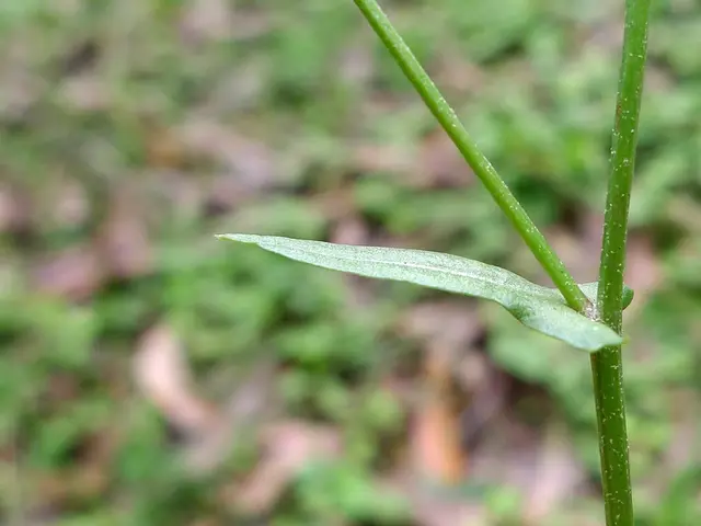 Research Opportunities: Part-Time, Remunerating Positions in Research at Princeton University