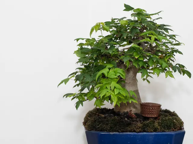 Refining the Art of Chokkan Bonsai: Grasping Fundamentals and Achieving Harmony