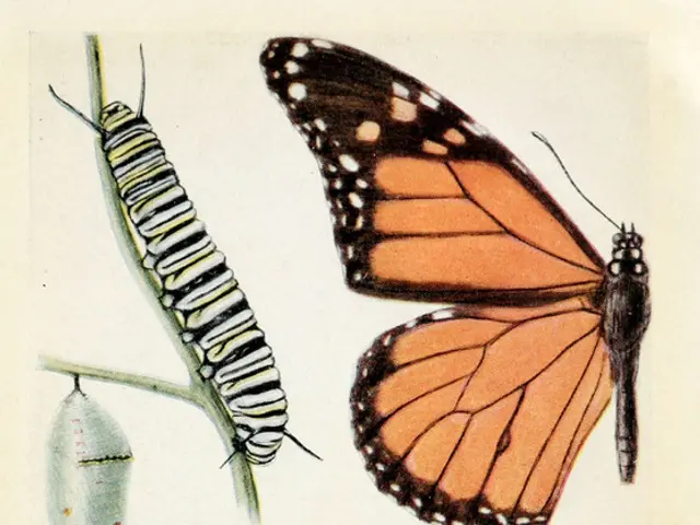 Evolution of Scientific Illustration Unveiled