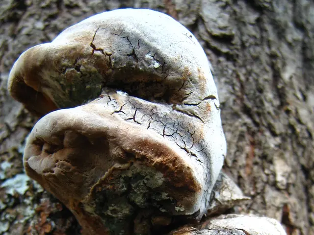 Mould Allergies and Their Role in Persistent Sinus Infections