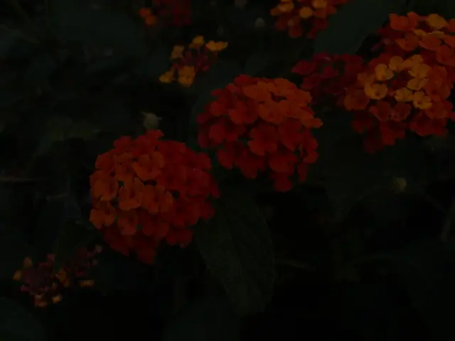 Different Species, One Ground: Drawing the Line on Population Density