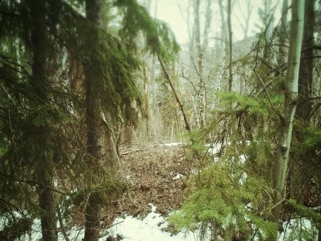 Forest Educator (October 2025) - Grade 3