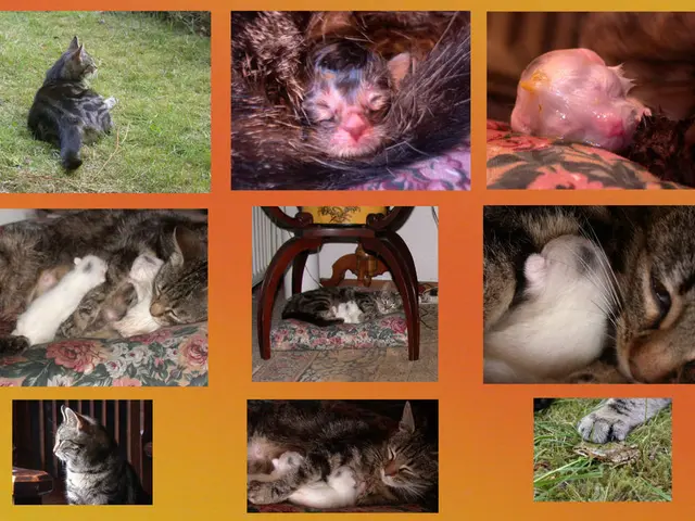 The Cost of Veterinary Education