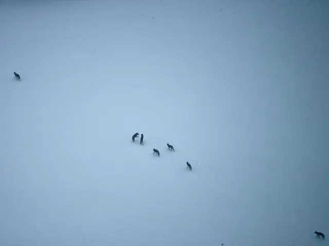 Dog squads compete on the Herbert Glacier, close to Juneau, Alaska. Remarkably, these individual...