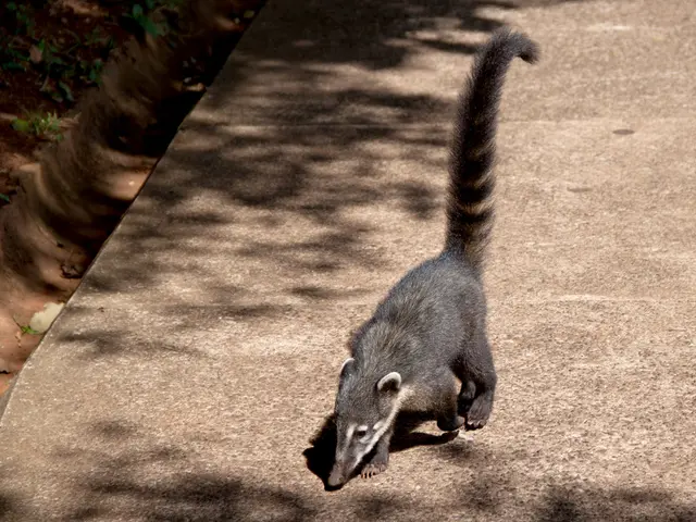 Medical Advice: Identifying When to Seek a Physician for Nausea, Understanding the Causes, and...