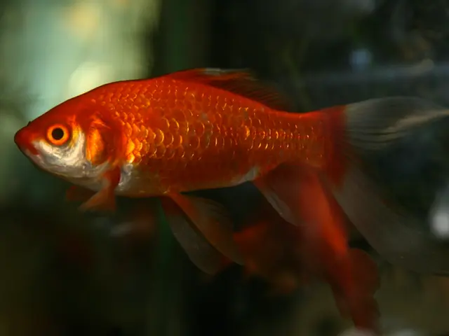 Gulf of America Name Change Finalized by NOAA Regulation