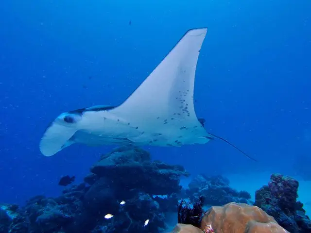 Permaculture Algae Cultivation for Nutritious Food: Step-by-Step Sustainable Farming Method