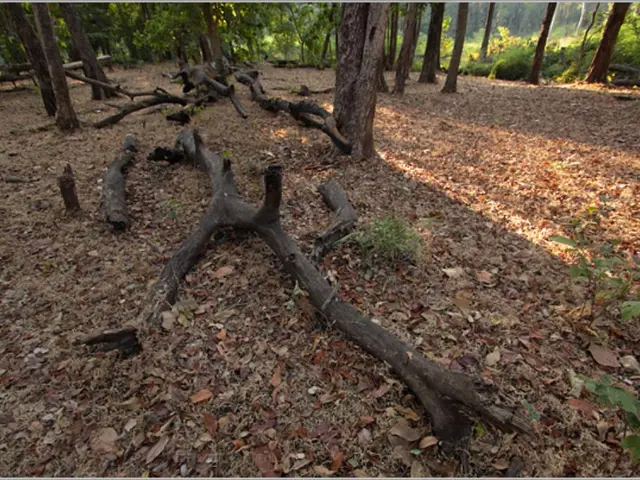 Bonsai Soil Compositions customized for different Plant Species: Insight into Blend Proportions