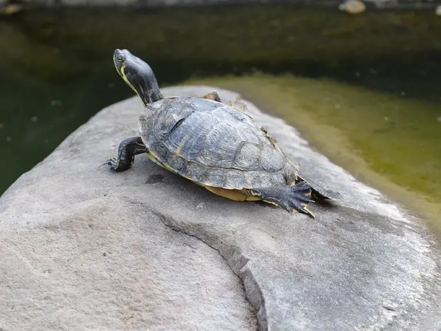 Mob assembles in Seal Beach to behold the freeing of a recovery-supported sea turtle into the sea