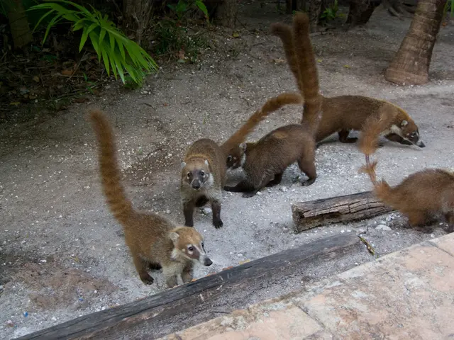 This image consists of five animals. It looks like it is clicked in a forest. At the bottom, there...