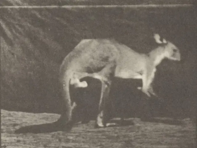 In this picture we can see a black and white photograph of the kangaroo standing on the ground....